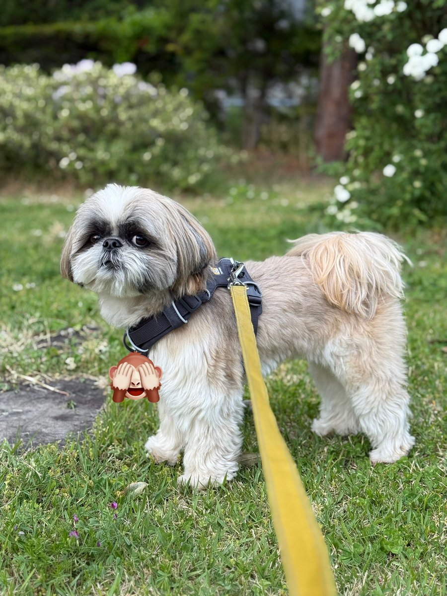 シーズーのズーコ♂ (@shih_tzu_co) / Posts / X