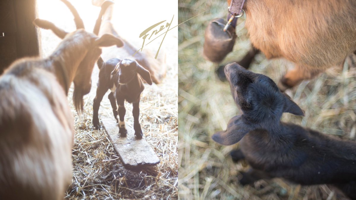Throwback Thursday to the Biodynamic Farm goat nursery. For years, these goats walked through the vineyards, bringing fertility to the vines and foraging for their meals in between the vineyard rows.