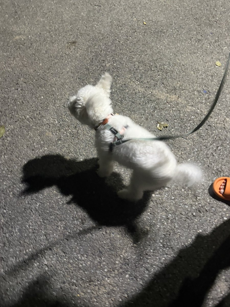 하나미 산책안좋아 강쥐인줄알았는데 날씨탔나봐… 조금 쌀쌀해지자마자 아주 날아다님ㅠ 곧 눈내리면 또 발시렵다고 버티겠지만… 두번째 가을을 맞이하고서야 너를 조금더 이해하게됐네