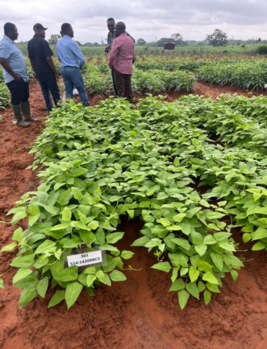 BCHCPB's tweet image. Web Story: the National #Biosafety Authority in Ghana ensures the safe development, handling, transport, and use of #LMOs to protect public health and the environment. There is a functional regulatory system for LMOs for cultivation and imports for food, feed, and processing.