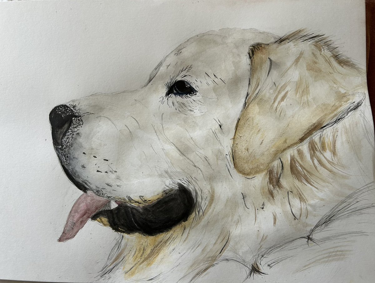 Paddy au paradis dès chiens ♥️