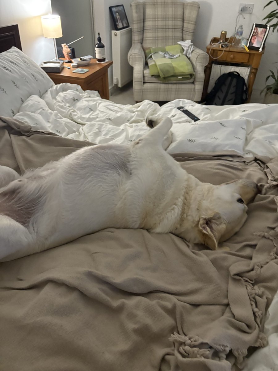 francesahowell's tweet photo. @servicerotties #bellyrubs on mummmys bed !!! https://t.co/Hu2xXSqboQ