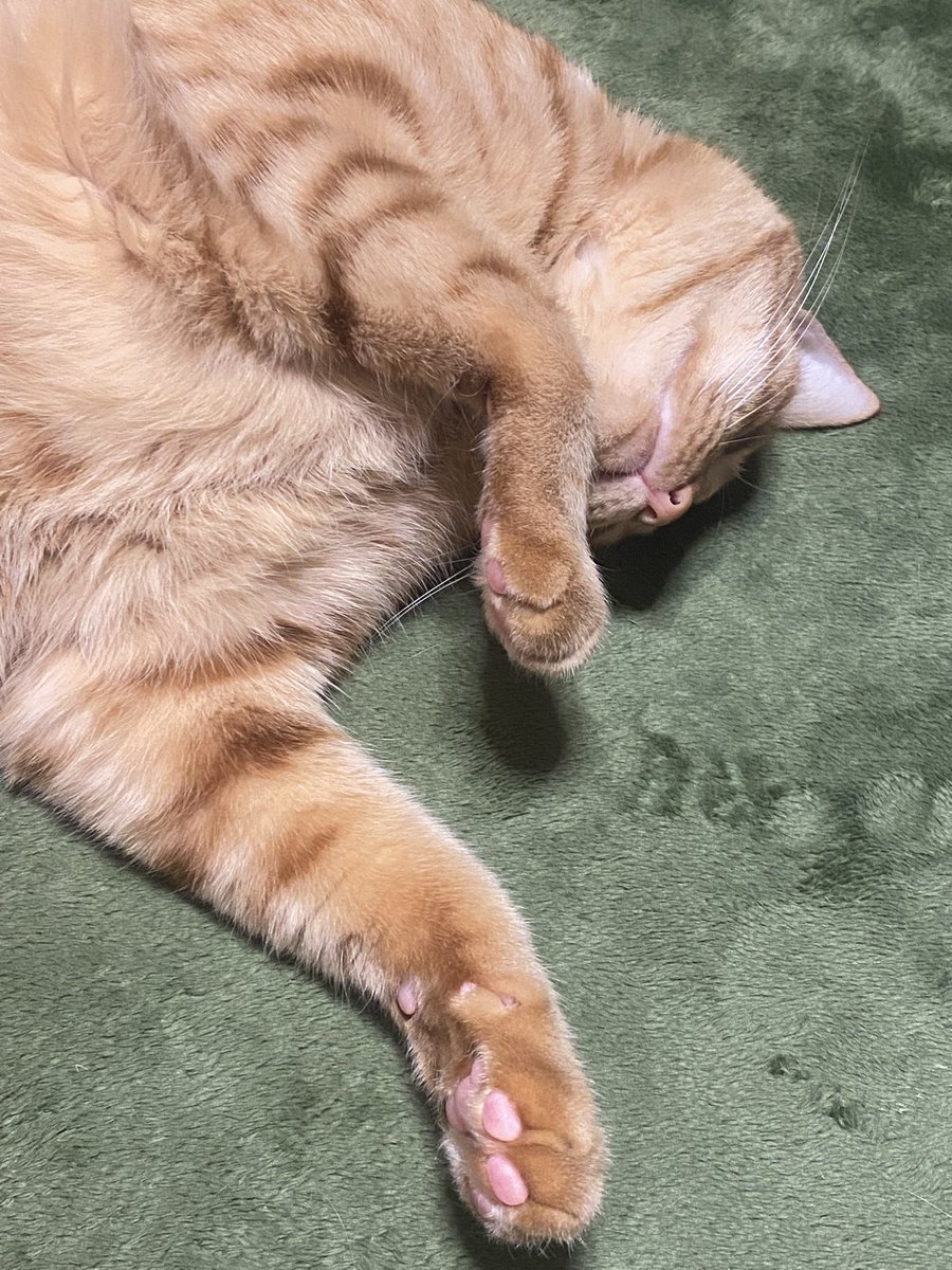 おやすみ😴いい夢みてね😴