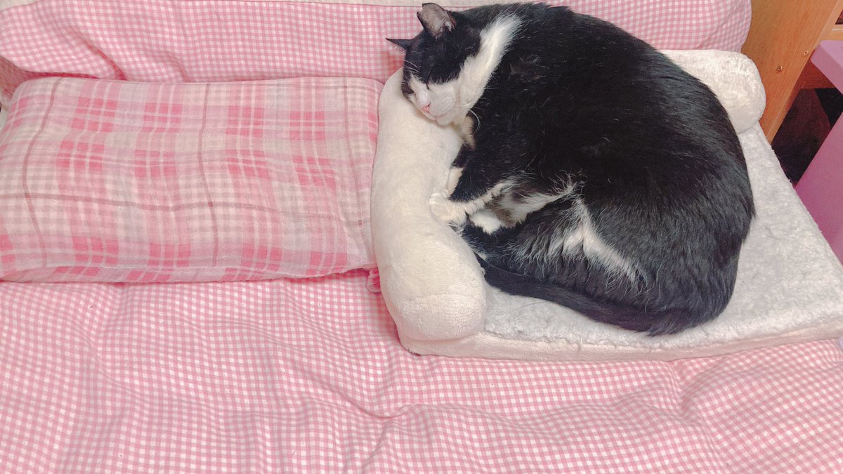 mof_u3u_s2's tweet image. おいらが まいにち

メイドさんの まくらを つかいすぎて

いよいよ メイドさんは くびが いたくなって

ぐあいが わるくなったみたい

おいらが べっどから おちないように

Lじの べっどを まくらの よこに

おいてくれたよ

 #猫好きさんと繋がりたい #猫がいる暮らし #猫がいる幸せ #おすし