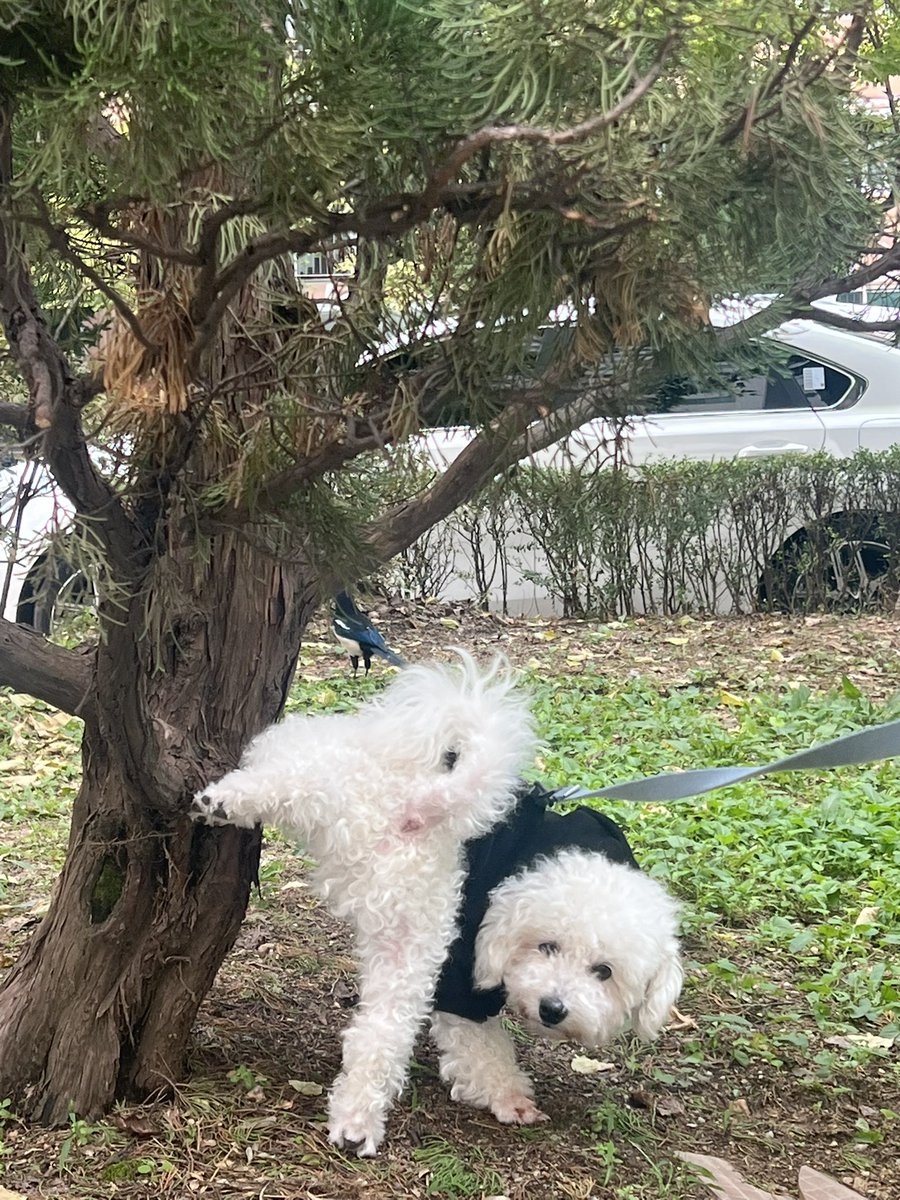 이미 한 발 늦은 플로우지만 저희 깡아지도 보실래여