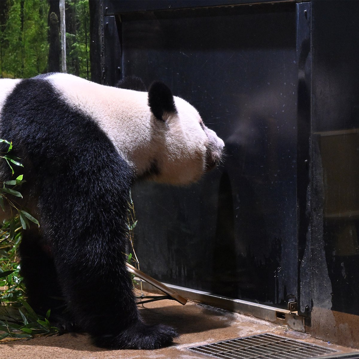 パンダめ CYILABOオリジナルワッペン ピースパンダ[WA007] | foo stitch