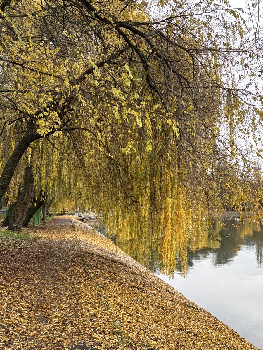 якщо жити зі мною, то є велика ймовірність, що я буду постійно витягати гуляти