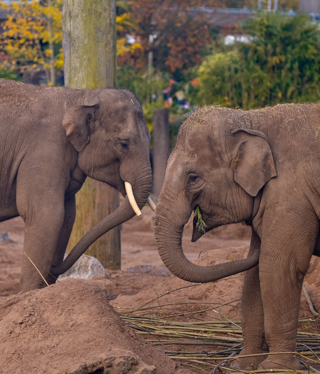 Chester Zoo tweet media