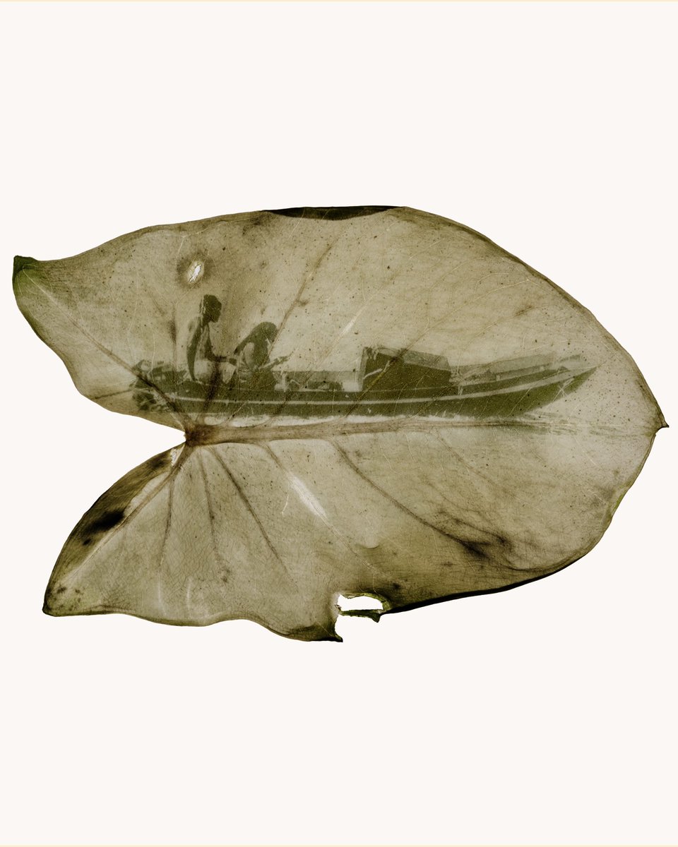 luisacati's tweet image. fitotipia nova que fiz de uma foto tirada lá no rio guamá, em belém 🌱