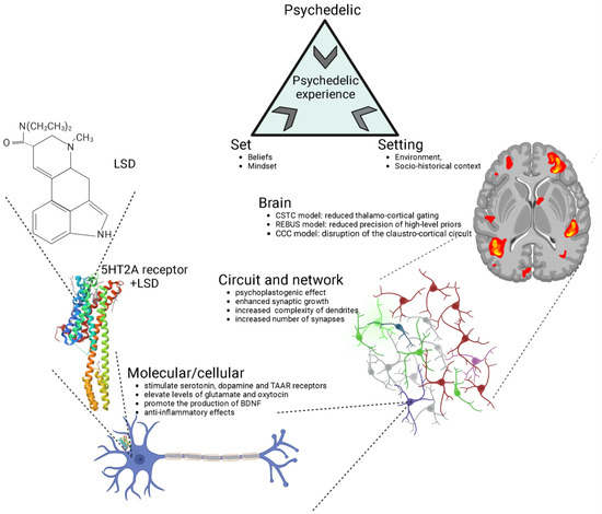 Biology_MDPI's tweet image. An interesting read from 2023📃

Review by Banushi and Polito: "A Comprehensive Review of the Current Status of the Cellular Neurobiology of Psychedelics" 🧠🍄

Citations: 12🔖
Pages: 26📖

Full paper: mdpi.com/2538596🔗

#Biology #Psychedelics #Neuroscience #CellBiology
