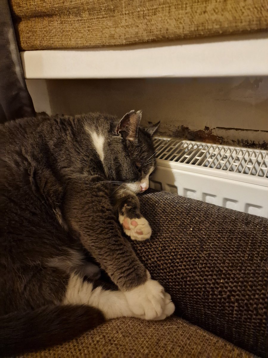 Nosalušākais kaķītis rajonā 😁