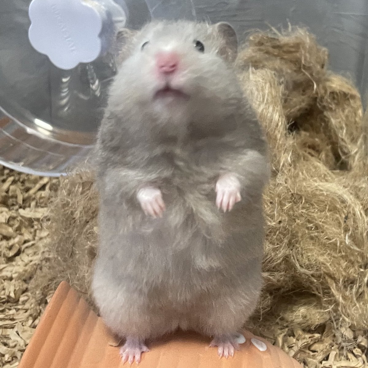 <a href="/tokimekisugar__/">ぷるるんころもちゃん</a> ﾓｯﾁｮﾘｰｯｯ