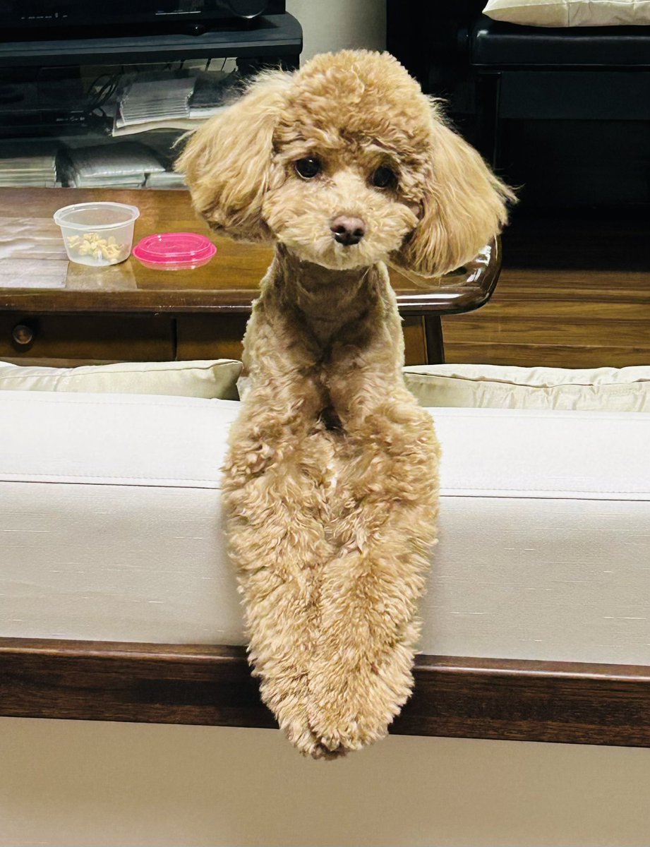 り 𐔌՞・·・՞𐦯 (@xox_905) / Posts / X