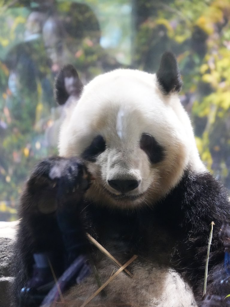 窓ガラス越しに、あなたの心の中のパンダ🐼が笑顔で手を振ってくれて