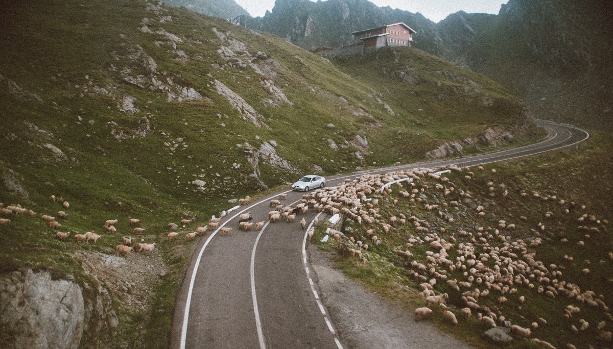 Dr Cindy Petersen tweet media