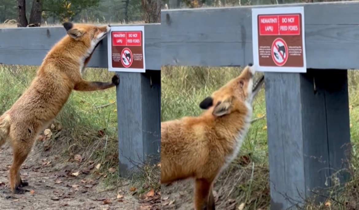 My favourite image of the day. 

Some Lithuanian fox from the Curonian Spit was not happy with the sign that read as 

“Do not feed the foxes” 

Captured by S. Kupliauskas