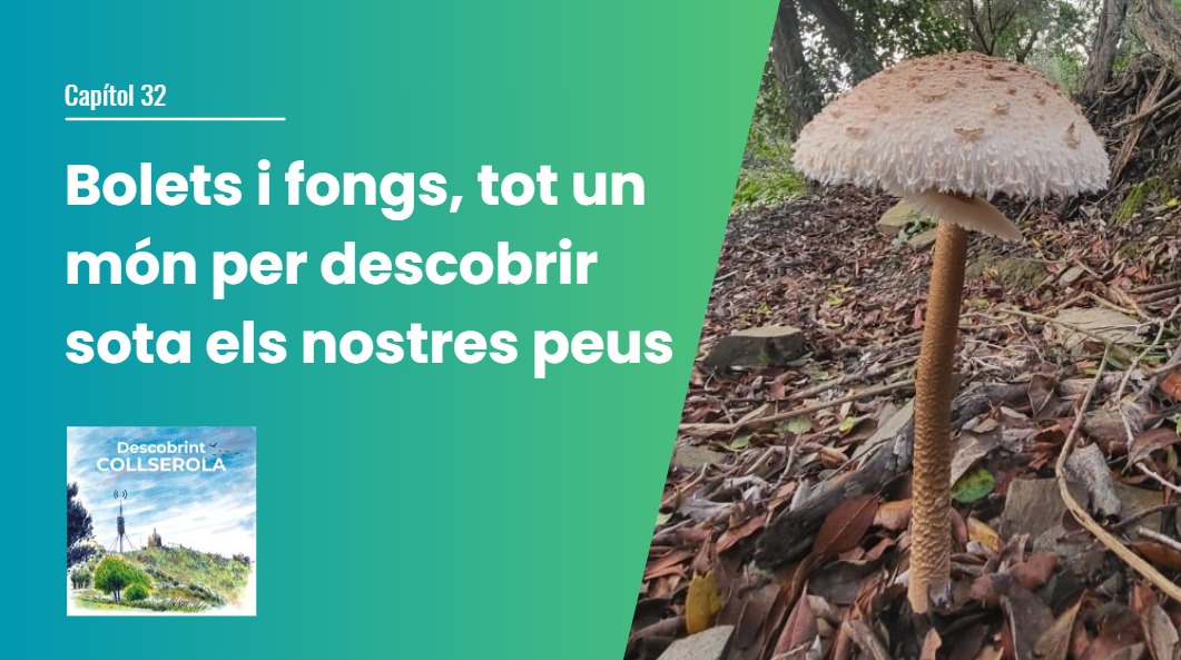 Bolets i fongs, tot un món per descobrir sota els nostres peus 
descobrintcollserolacat.wordpress.com/2025/11/13/32-…