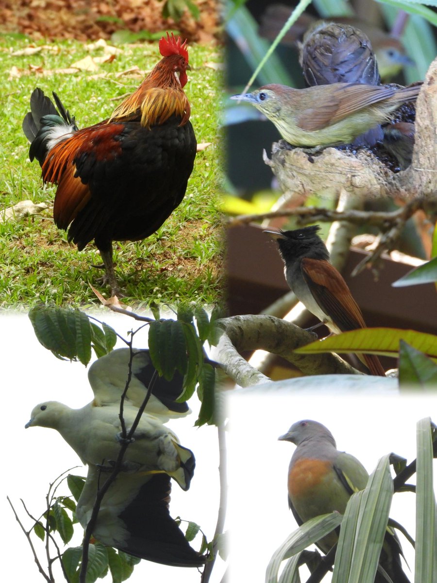 stophackingmeyo's tweet photo. Singapore Birdwatching Day 1 🐦 — Singapore Botanic Gardens 🌿 https://t.co/BphCFt6rxV
