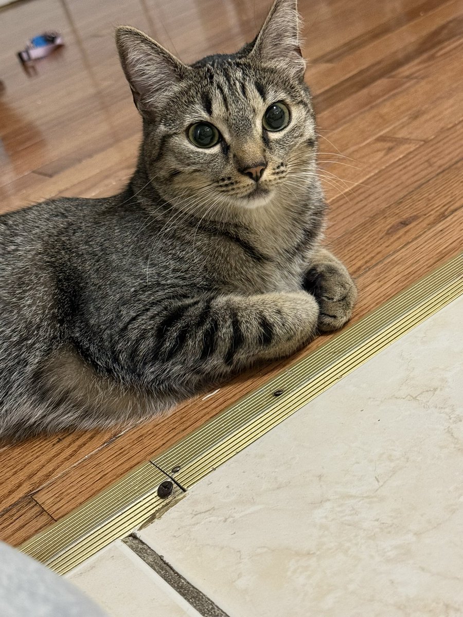 LunaDaTabby's tweet image. #CatsOfTwitter