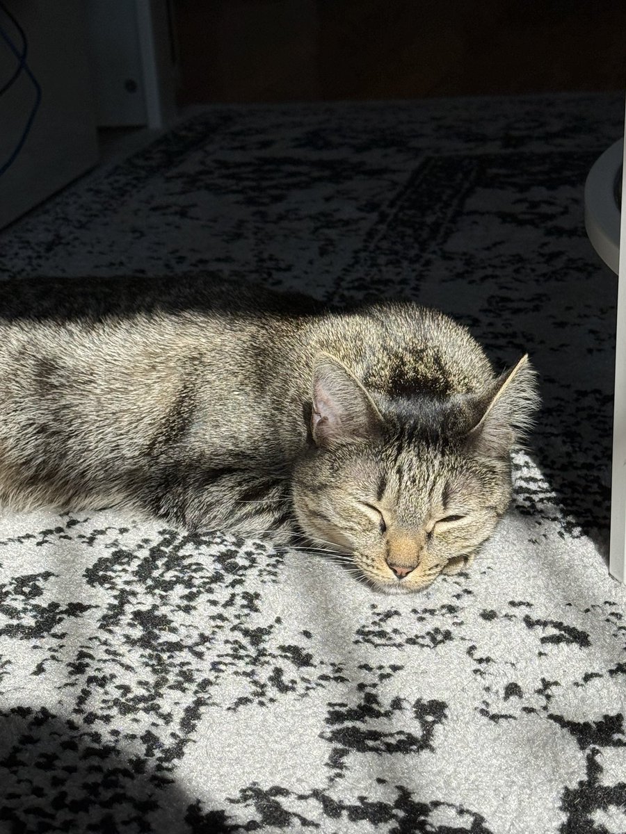 LunaDaTabby's tweet image. #CatsOfTwitter