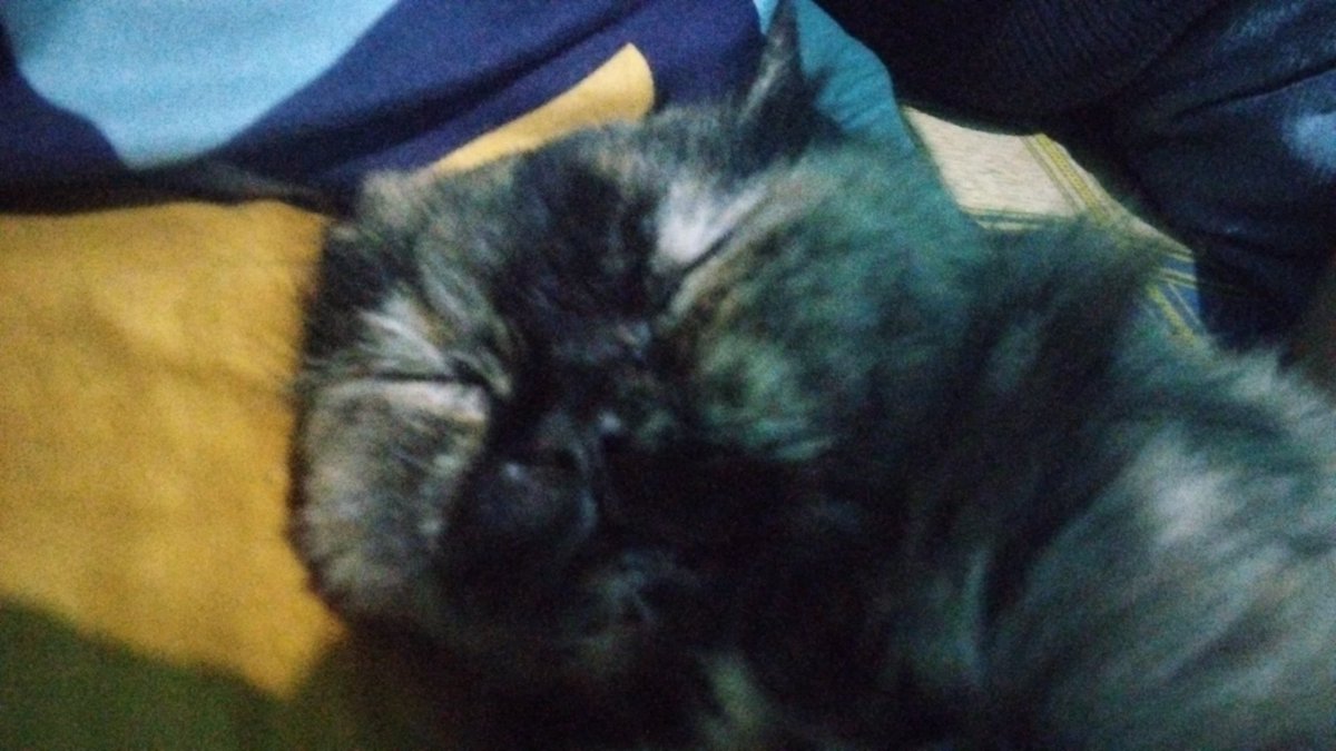 enaknya jadi kucing 😇