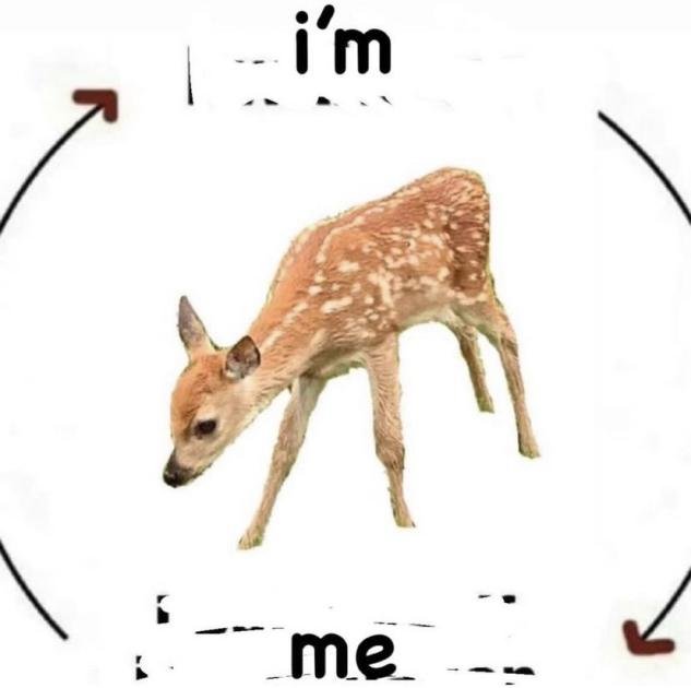 Deer in Places they Shouldn't Be tweet media