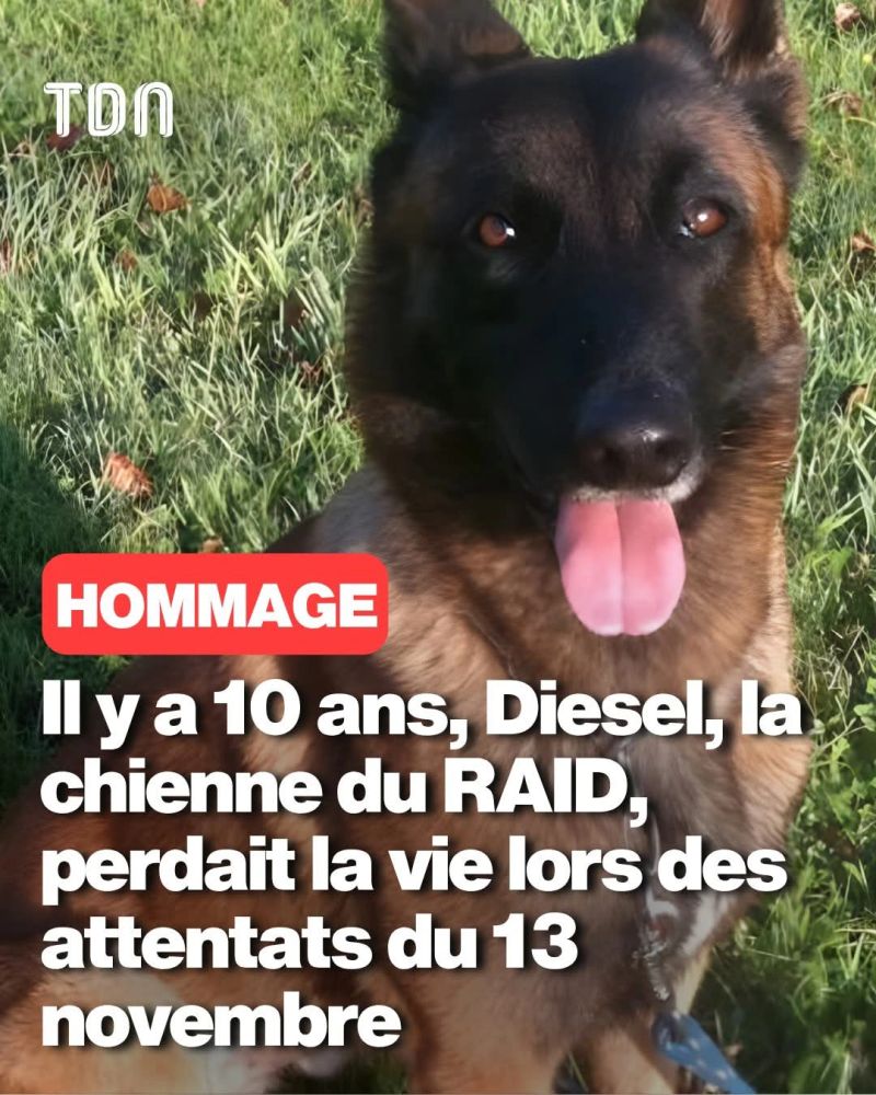 Phil_Zichert's tweet image. N&apos;oubliez pas Diesel, une femelle berger Malinois du Raid le 18 novembre tué par Abaaoud et ses tristes sires. 
#JeSuisDiesel. #13novembre