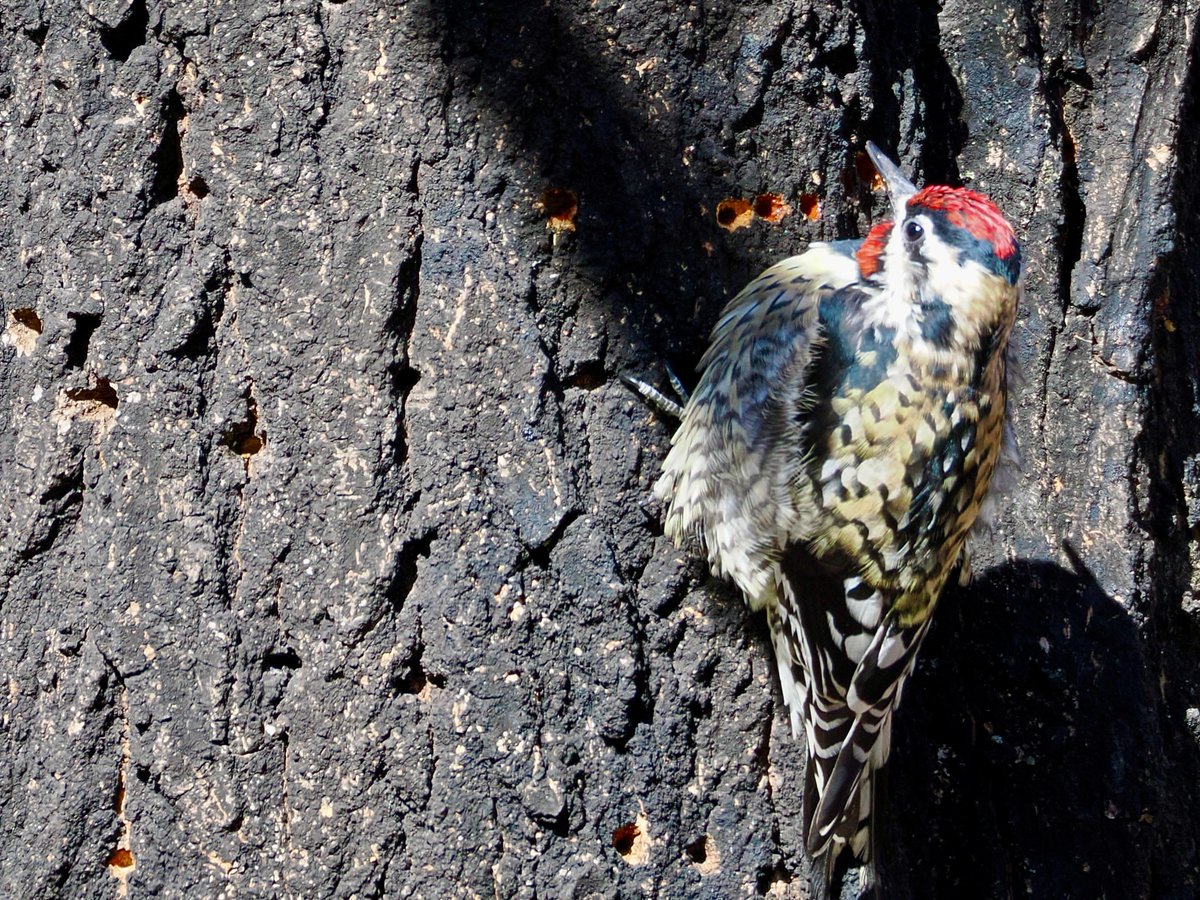 mawgdn's tweet photo. Male Yellow-bellied #Sapsucker with his neat sap wells at Clove Lakes Park #ThrowbackThursday #birdwatching #BirdsSeenIn2025 23/04/25 https://t.co/GDNBZUiLcS