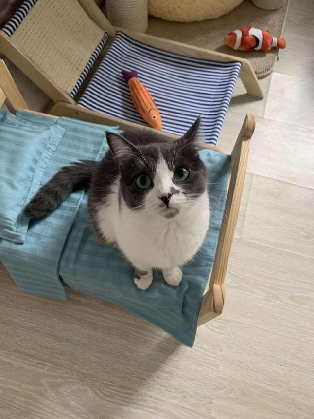 MinVeske's tweet photo. Замовили особливий рюкзак — з вишивкою своїх улюблених котиків 🐾
За кількома фото ми створили мультяшний малюнок, який передає характер 😺
Після кількох спроб знайшли саме той варіант, який “оживив” пухнастиків ❤️
Трохи майстерності, натхнення й любові — і рюкзак готовий 💙 🌿 https://t.co/xHw53ZdWth