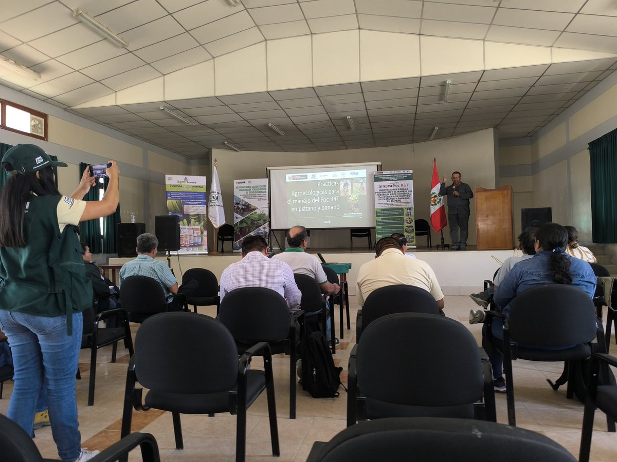 jcrojasll's tweet photo. Iniciamos el seminario internacional de control biologico con enfasis en Foc r4t  en el auditorium de @INIAPeru  en Sullana. Con  ponentes de @INIAPECUADOR , @ussipan , @bioalternativa , @AgroScience ,  Proyecto stc fusarium con @BiovIntCIAT_esp y @Senasa_Peru @midagriperu https://t.co/f6jIKoQ9s9