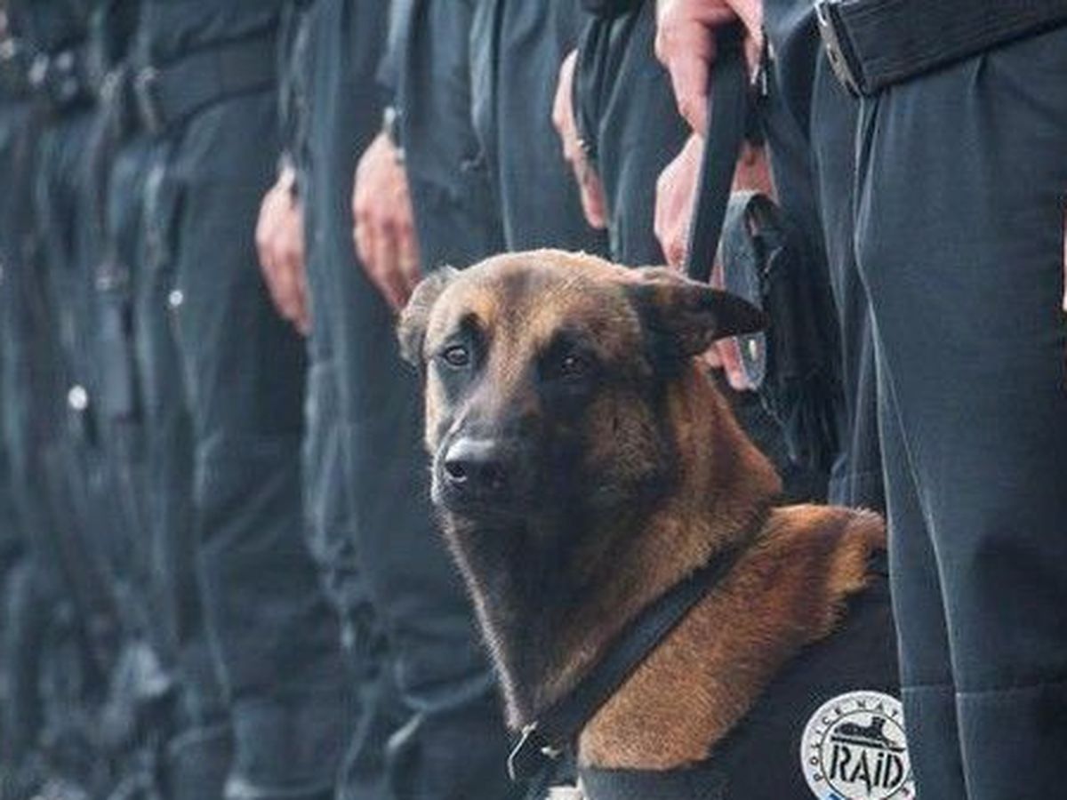 Phil_Zichert's tweet image. N&apos;oubliez pas Diesel, une femelle berger Malinois du Raid le 18 novembre tué par Abaaoud et ses tristes sires. 
#JeSuisDiesel. #13novembre