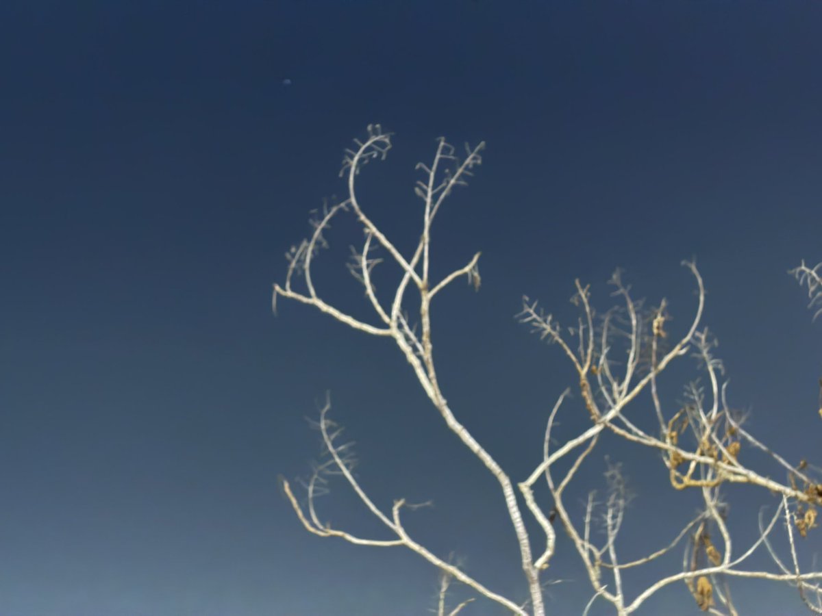 NEED TO CALL THIS OUT CUZ I AM NOT SEEING IT ANYWHERE

The iPhone 17 Pro series has some serious auto focusing issues in moderate to low light scenarios

What’s the LiDAR sensor doing if it’s not even able to perform the one job it’s there for?

Even tap to focus doesn’t fix this