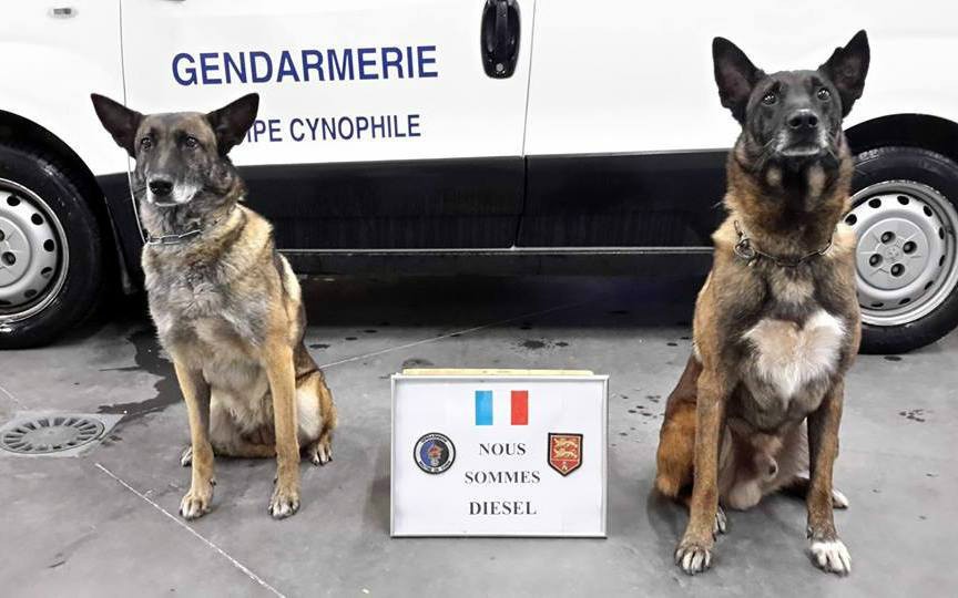 Phil_Zichert's tweet image. N&apos;oubliez pas Diesel, une femelle berger Malinois du Raid le 18 novembre tué par Abaaoud et ses tristes sires. 
#JeSuisDiesel. #13novembre