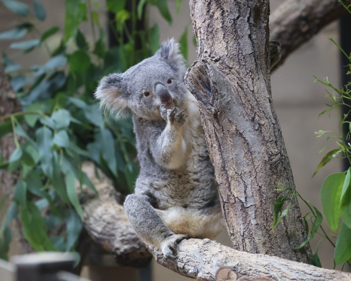 おもちちゃんで お休みなさい～🐨💤 ＃東山動植物園 ＃コアラ