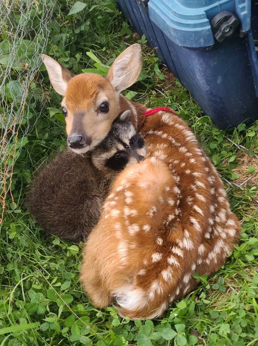 deershouldnt's tweet photo. Besties https://t.co/ENQFO8WPjs