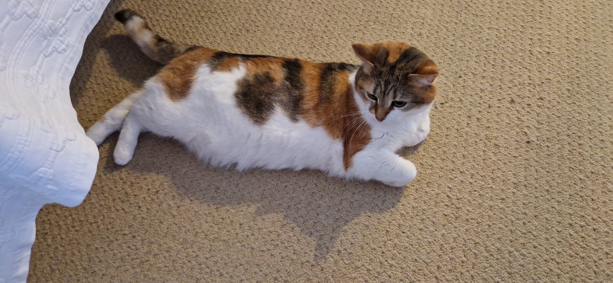 Rosie🌈 and Rollo🌈 🏴󠁧󠁢󠁳󠁣󠁴󠁿 🇪🇺 tweet media