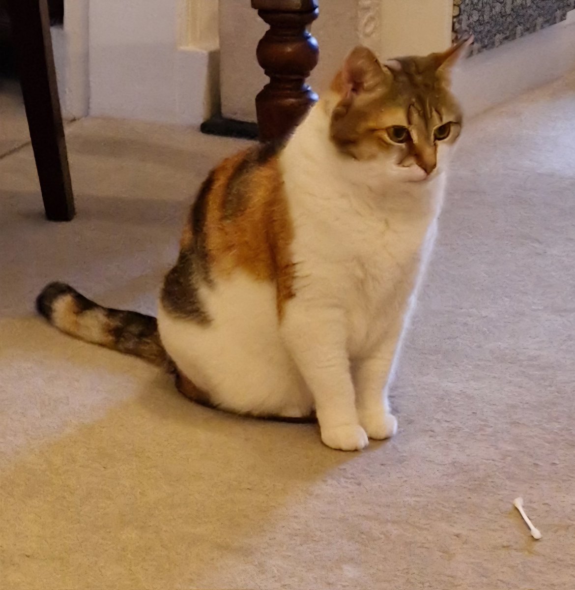 Rosie🌈 and Rollo🌈 🏴󠁧󠁢󠁳󠁣󠁴󠁿 🇪🇺 tweet media