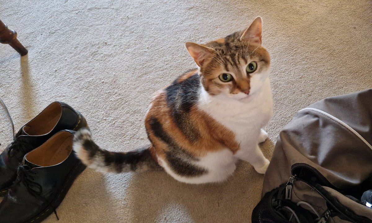 Rosie🌈 and Rollo🌈 🏴󠁧󠁢󠁳󠁣󠁴󠁿 🇪🇺 tweet media