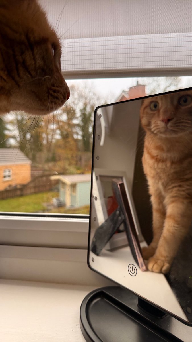 MalcolmtheCat2's tweet photo. Best view I’ve seen in a while 🧡 https://t.co/MCLTTopuxJ