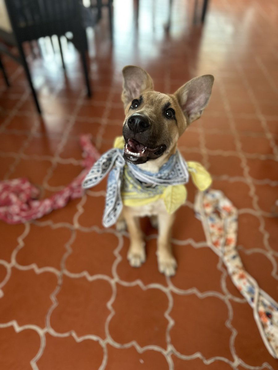 Me llamo Dominico. Cuando era muy pequeñito minúsculo casi muero porque alguien (un enemigo) me dejó en medio de la nada. Yo, obvio, no sabía qué hacer! Tenía mucho frío y volteaba para todos lados pero nadie podía ayudarme

¡Era un bebé pequeñito! Ese enemigo era muy enemigo