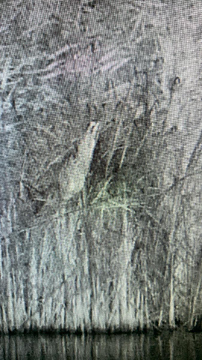 The Bittern is back! 👀 Our team spotted one at the Wildlife Discovery Centre. We have had a couple of sightings but this is the first grainy photo of the season! Have you seen it? Share your sightings on our Wildlife Sightings page ow.ly/LCYE50XraLy!