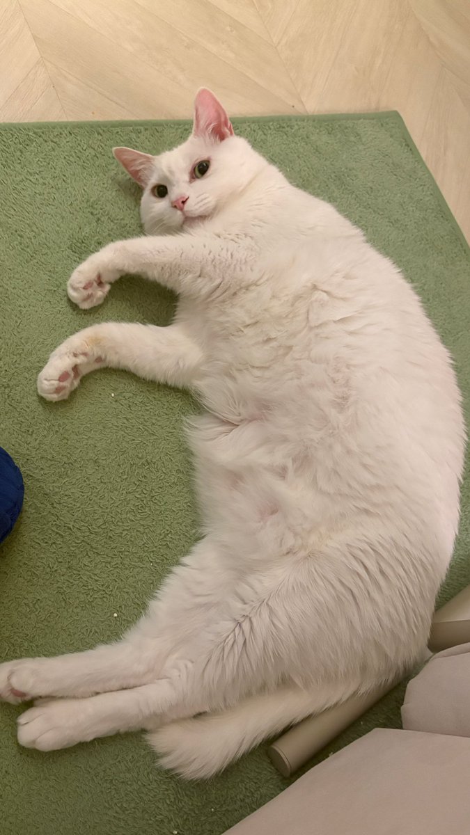 네가 뭘 좋아할지 몰라서 다 준비했어 
롱캣 짧뚱캣