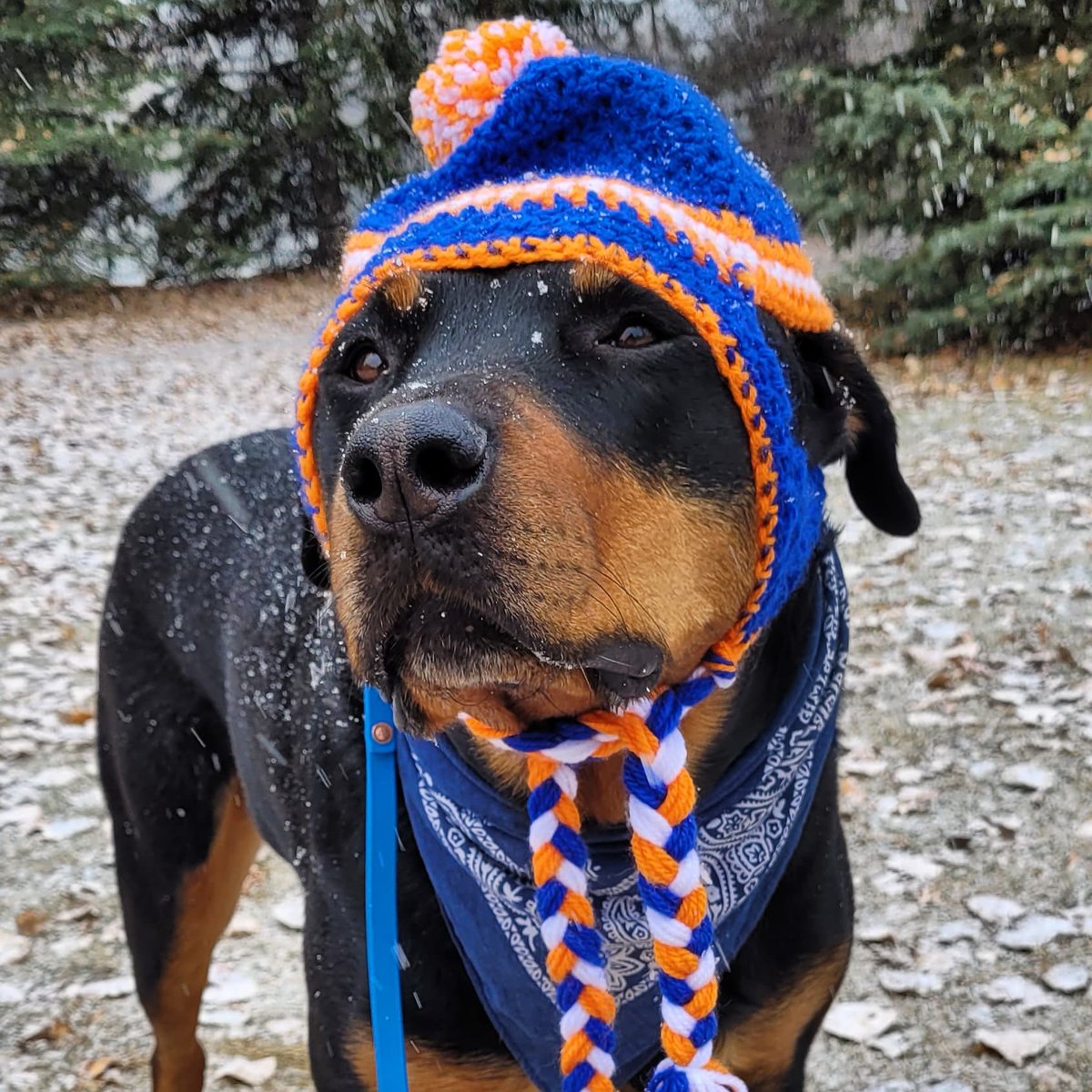 servicerotties's tweet image. #ThrowbackThursday to this day in 2021.  The human was cold so Kuno had to wear his hat. Here in Canada we call this kind of hat a Toque. 

He thought he looked silly, but she thought he was handsome. What do you think? 
#WinterFashion #Headwear