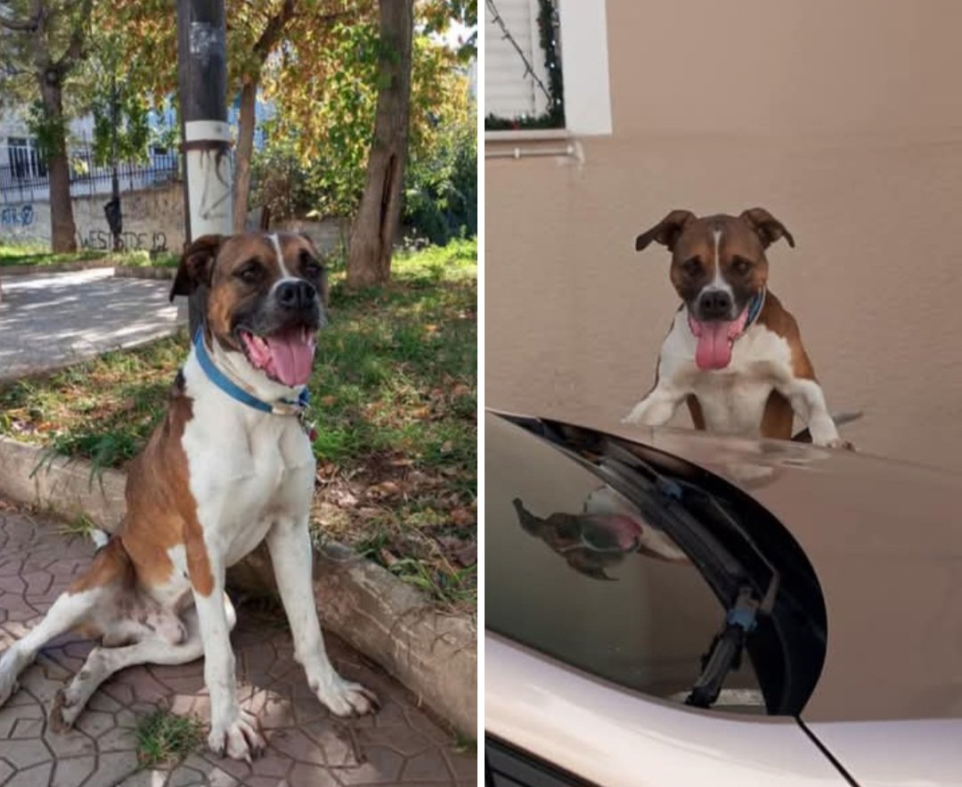 KatKatPt's tweet image. 🆘️🆘️🆘️
Μποξερ εντοπίστηκε στο Αιγάλεω 
Κυκλοφορεί εδώ κ μέρες σε διάφορες περιοχές,Χαϊδάρι,Περιστέρι,Αιγάλεω
Παραληφθηκε απο το ΔΙΚΕΠΑΖ 
Το αναζητεί κανείς;
Rt 🙏 🙏 🙏