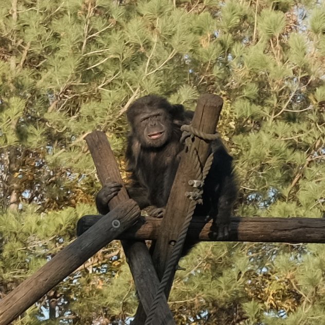 500iqgirl's tweet photo. i raise you blurry photos of the ponderful chimps… https://t.co/MLmobQHyNp