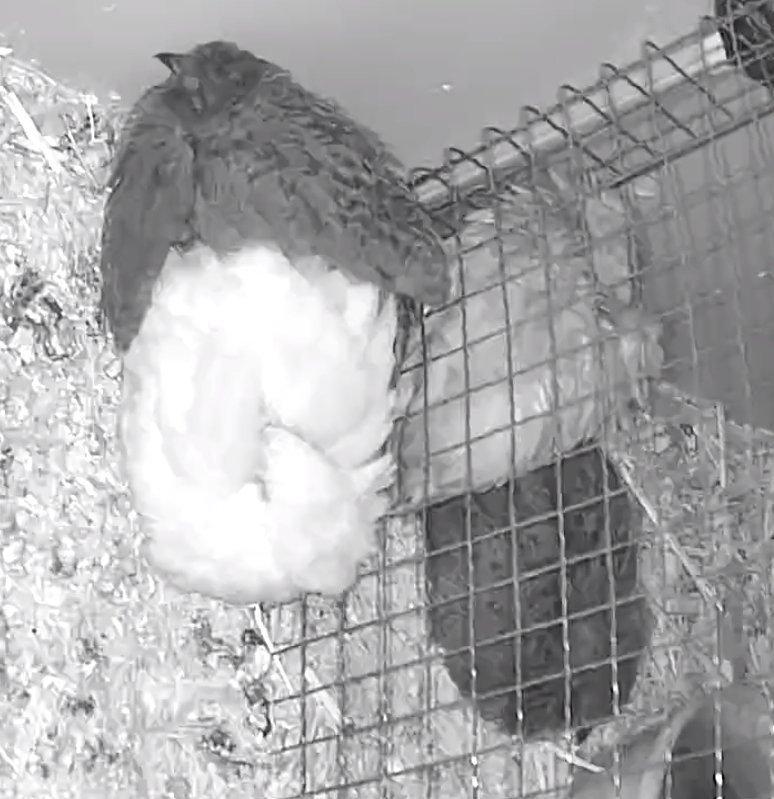 ポポチョロ🐦💨 (@1b4fc39ec9e04d3) / Posts / X