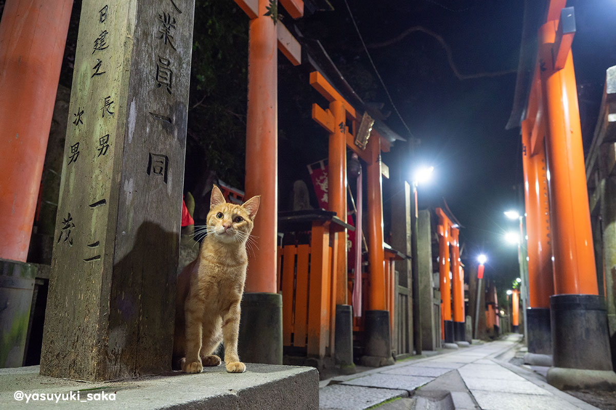 ねこ。 #猫 #ねこ #cat #猫写真