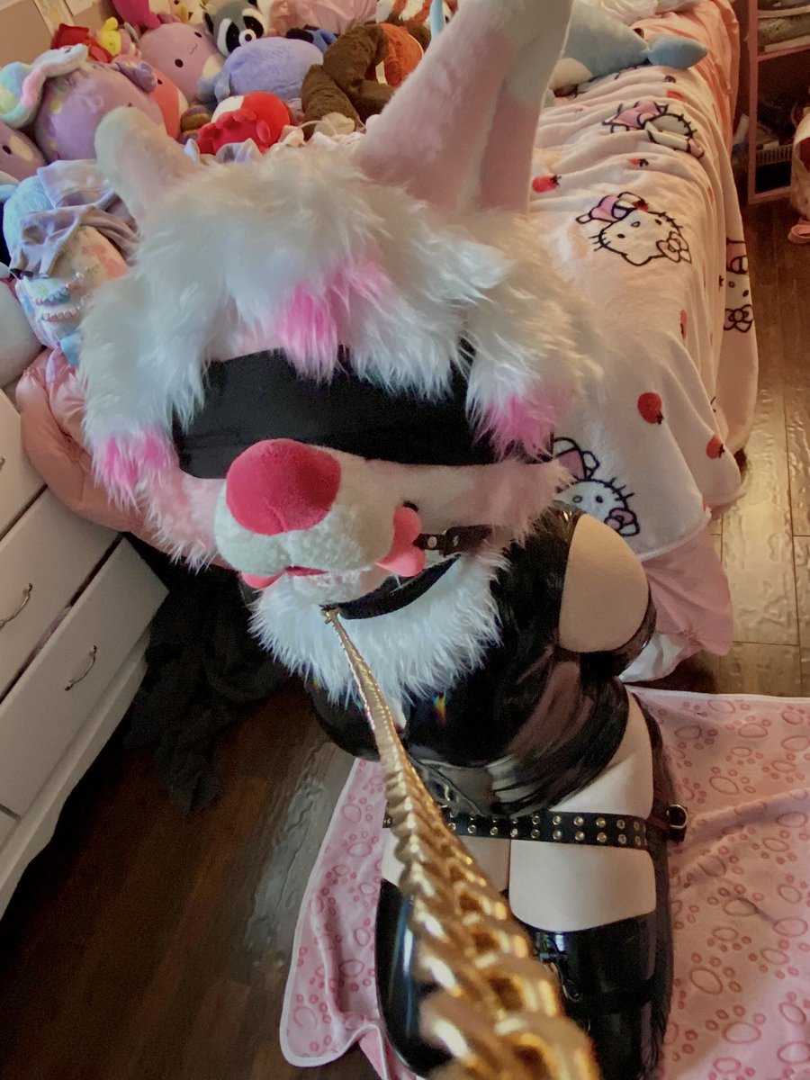 Opal🐾 🦈 tweet media