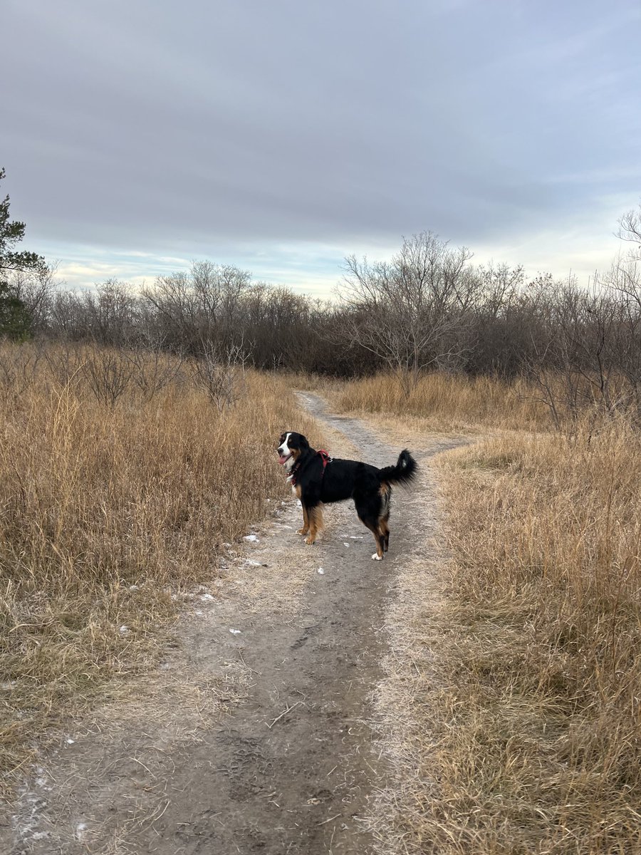 LittleDenene's tweet photo. Cold. Just the way she likes it. 

#dogsofx #doublecoat #SK https://t.co/25MZjcWvkW