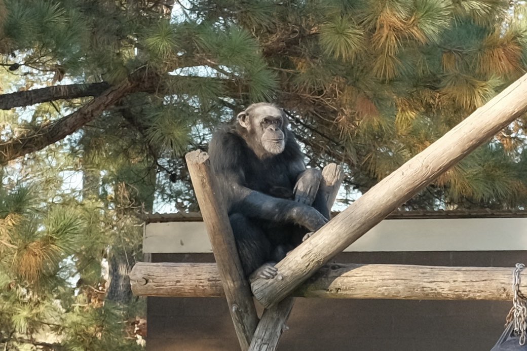 500iqgirl's tweet photo. i raise you blurry photos of the ponderful chimps… https://t.co/MLmobQHyNp
